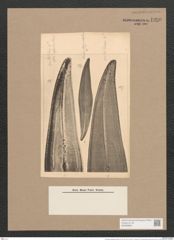 Pleurosigma angulatum (Queck.) W.Sm. (de-Toni-Nr.: Genus 13, Species 1001) Zeichnungen Sammlung Grunow Nr. 1990 (NHMW-BOT-W0368835)
